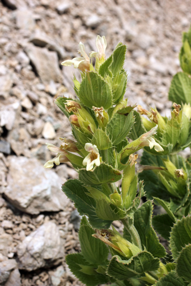 Изображение особи Dracocephalum spinulosum.