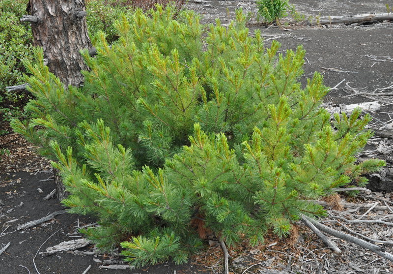 Image of Pinus pumila specimen.