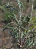 Achillea taurica