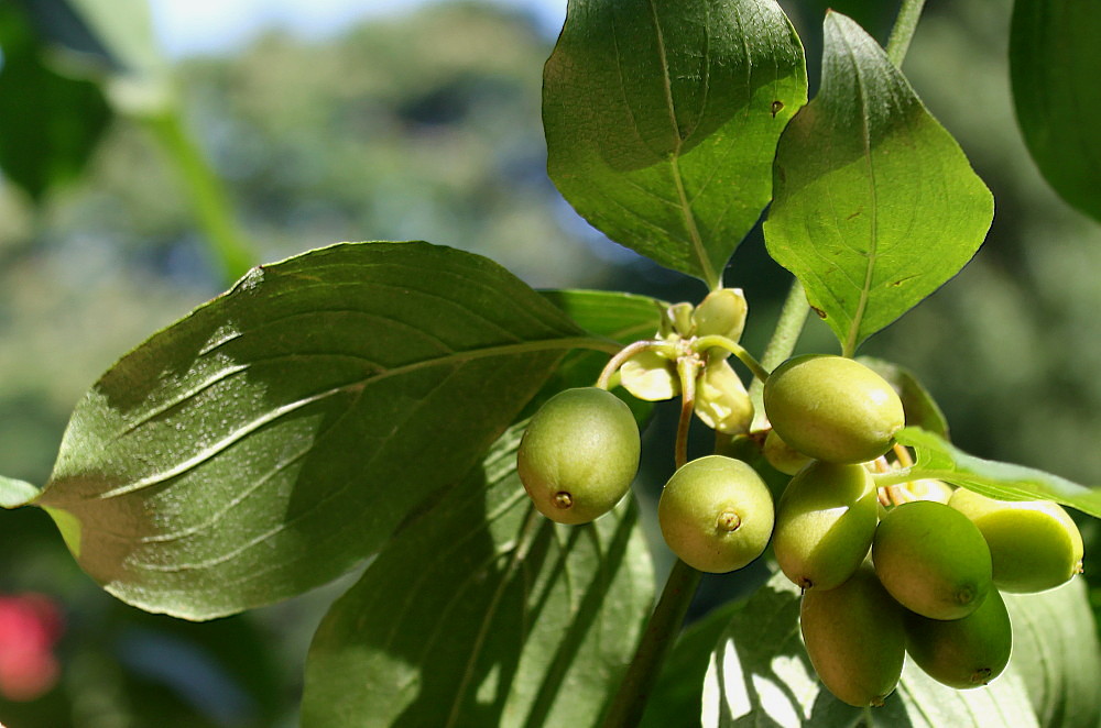 Image of Cornus officinalis specimen.