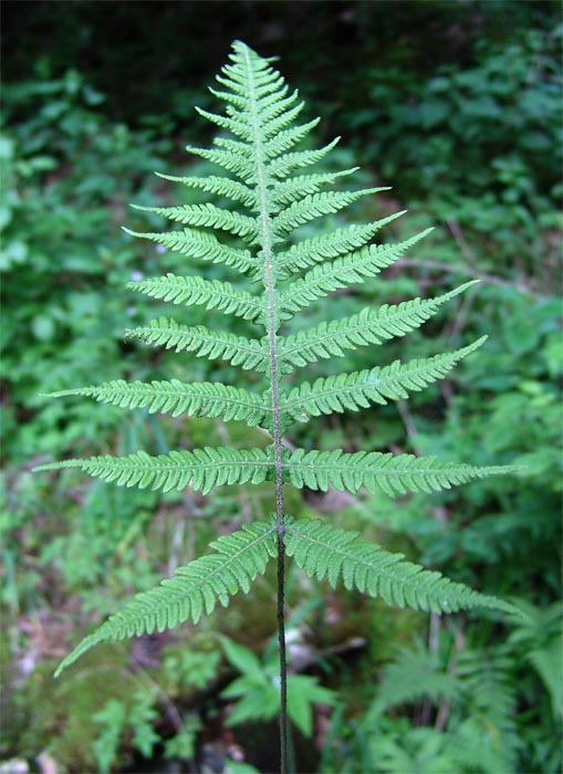 Изображение особи Phegopteris connectilis.