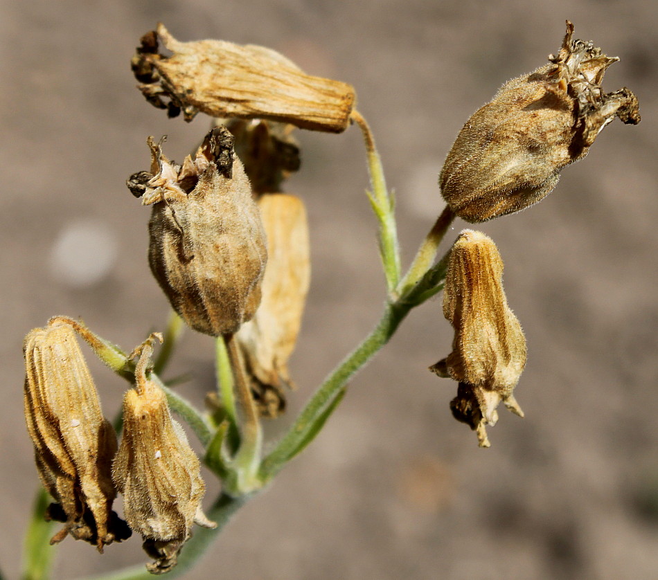 Image of Silene zawadzkii specimen.