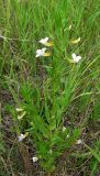 Gratiola officinalis