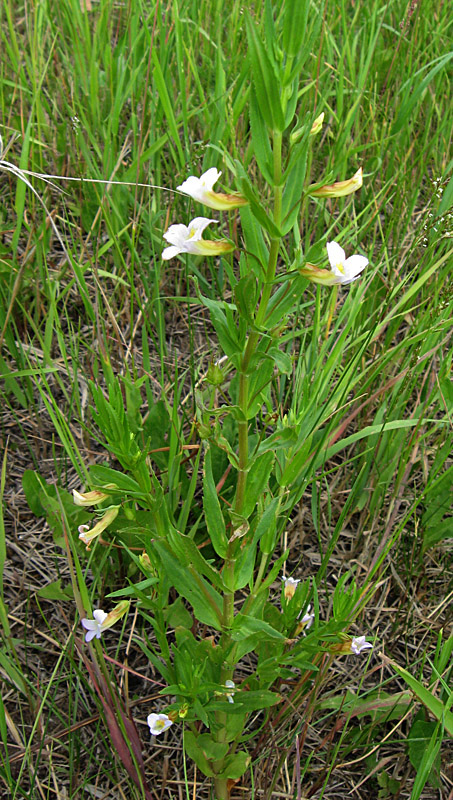 Image of Gratiola officinalis specimen.