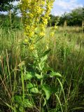 Verbascum lychnitis