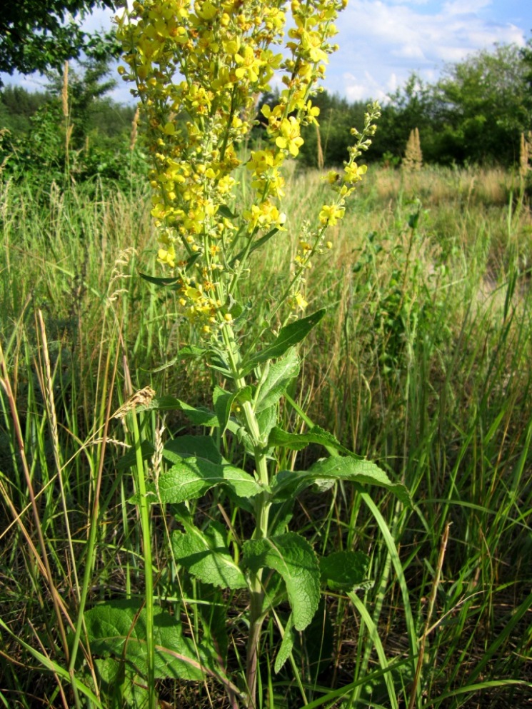 Изображение особи Verbascum lychnitis.