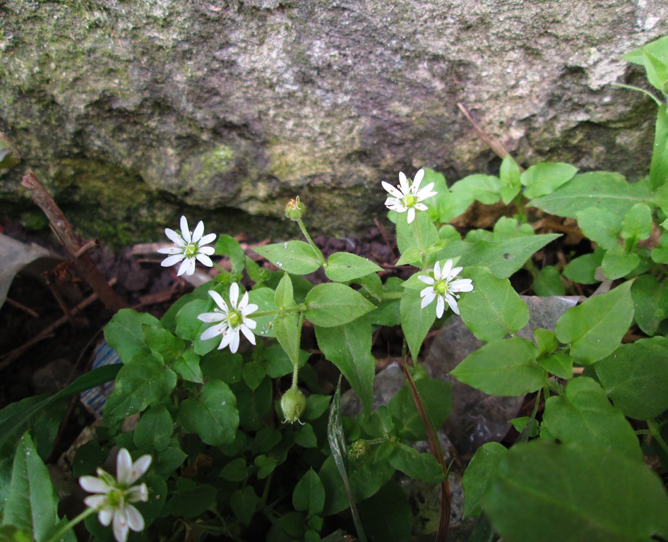 Изображение особи Myosoton aquaticum.