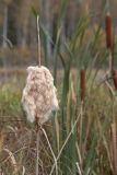 Typha latifolia. Соплодие с вызревшими плодами. Ленинградская обл., Волосовский район, верхнее течение р. Оредеж, травяное болото у берега. 29.09.2013.