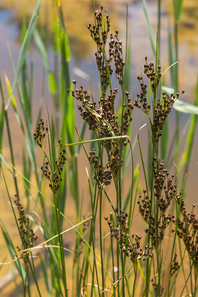 Image of Juncus gerardi specimen.