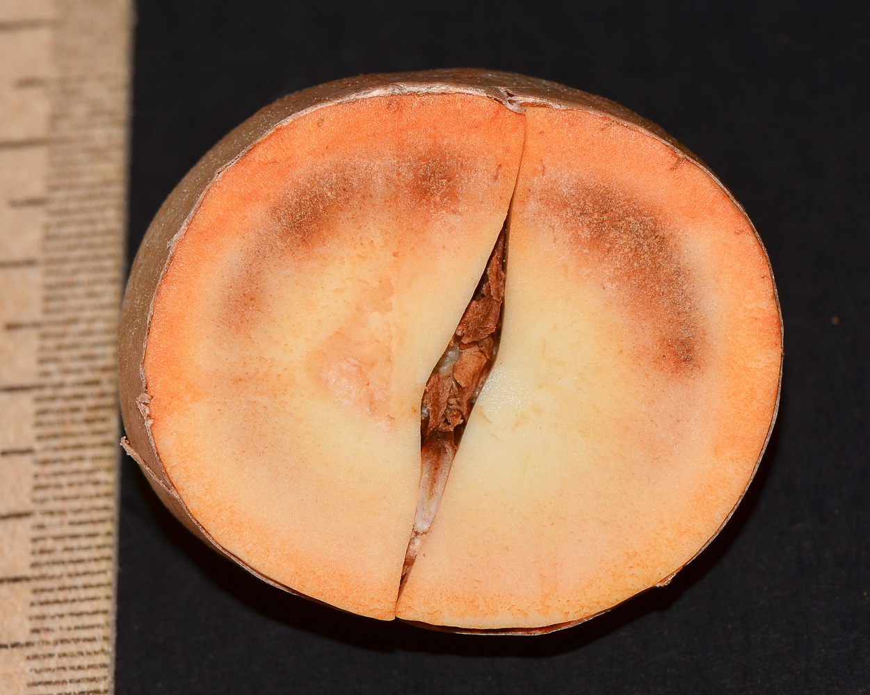 Image of Persea americana specimen.