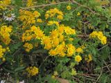 Chrysanthemum indicum