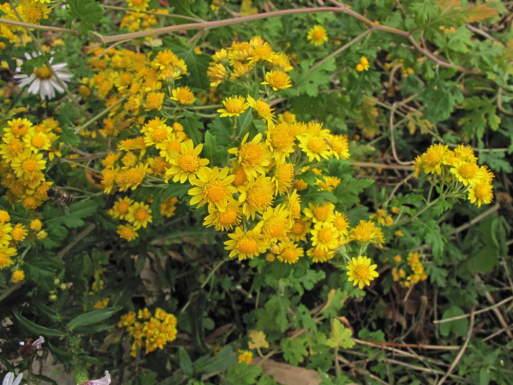 Image of Chrysanthemum indicum specimen.