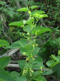 Aristolochia clematitis