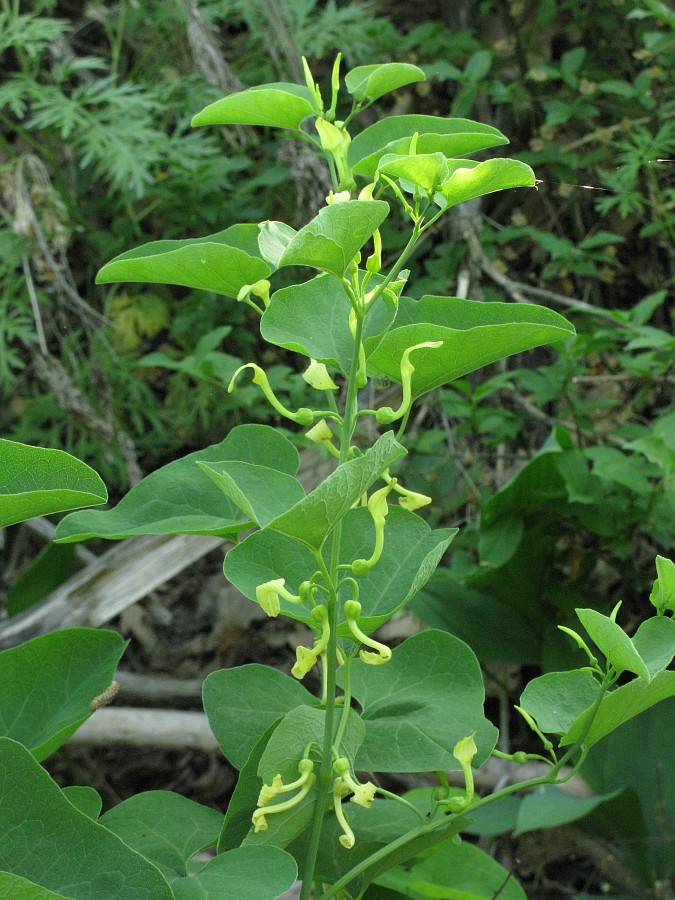 Изображение особи Aristolochia clematitis.
