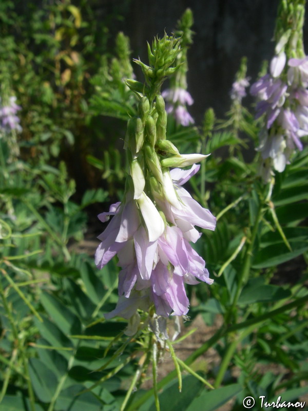 Изображение особи Galega officinalis.