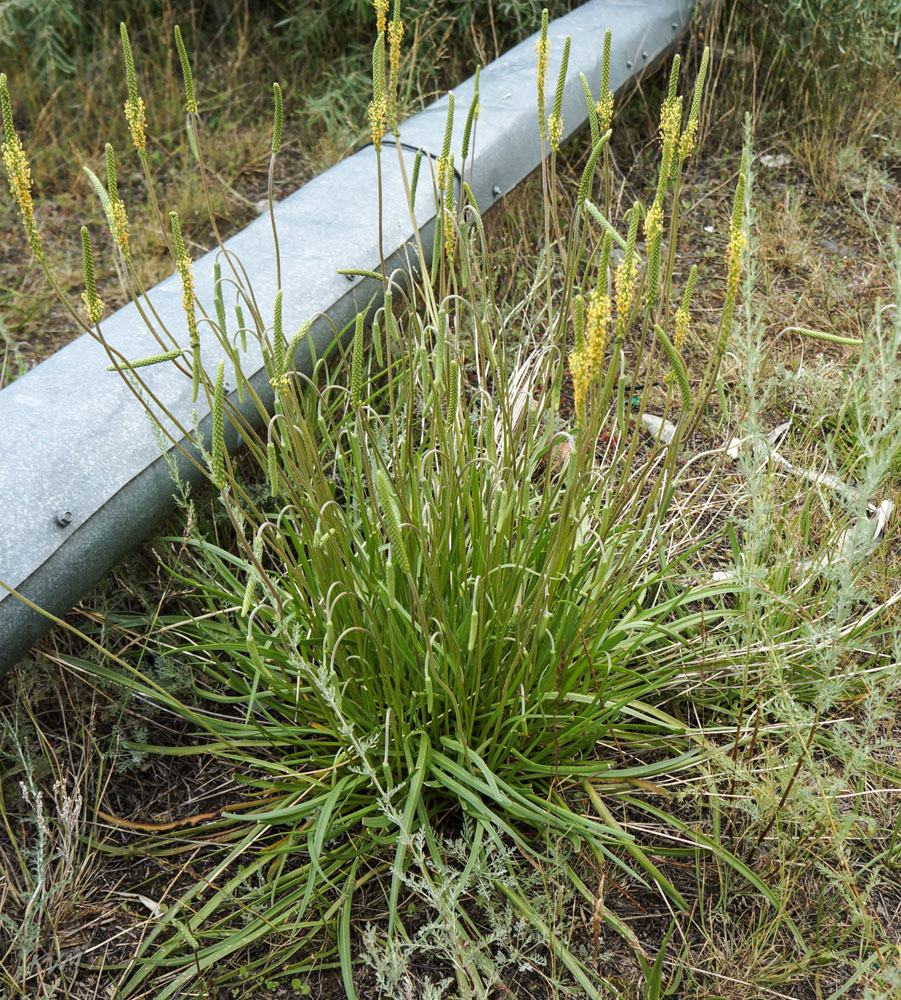 Image of Plantago salsa specimen.