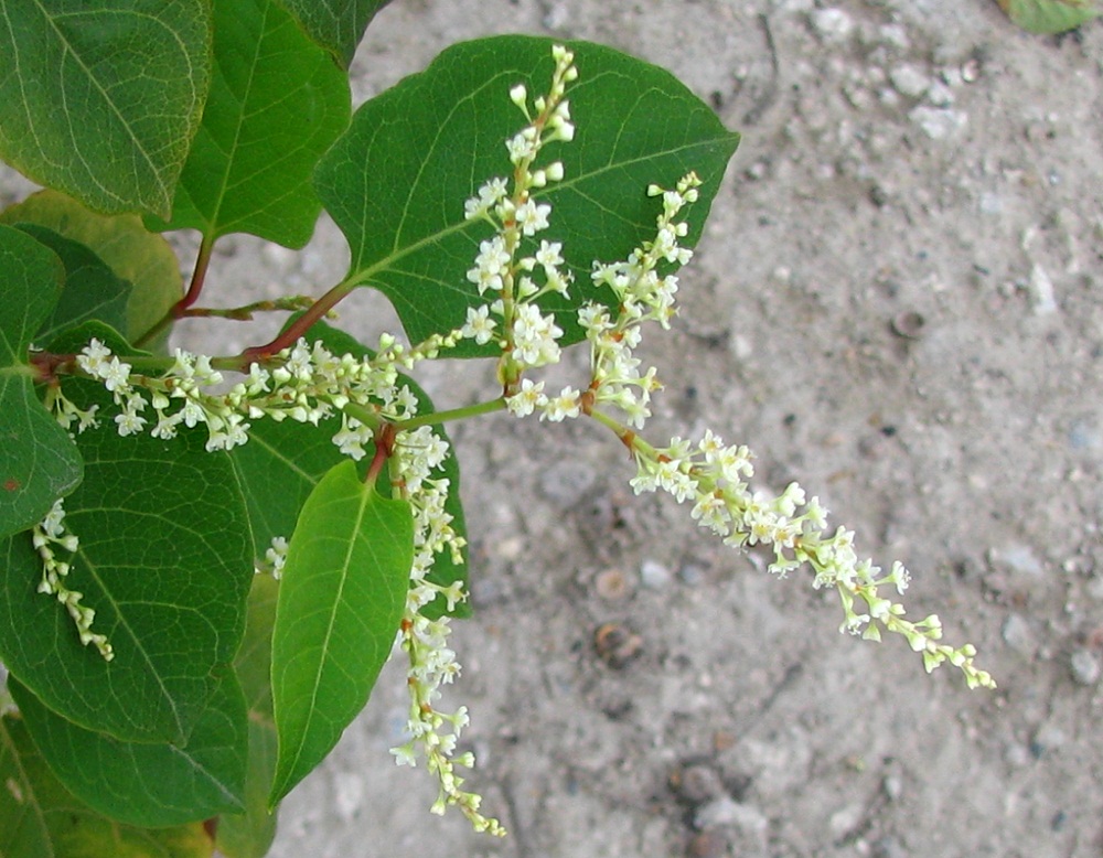 Изображение особи Reynoutria japonica.