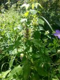 Galeopsis speciosa. Цветущее растение. Молдова, Оргеевский район, с. Ватич, окраина дубово-грабового леса. 04.08.2013.