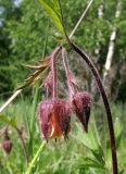 Geum rivale