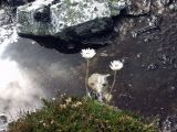 Helichrysum milliganii. Цветущее растение. Австралия, о. Тасмания, национальный парк \"Крэдл Маунтин\". 25.02.2009.