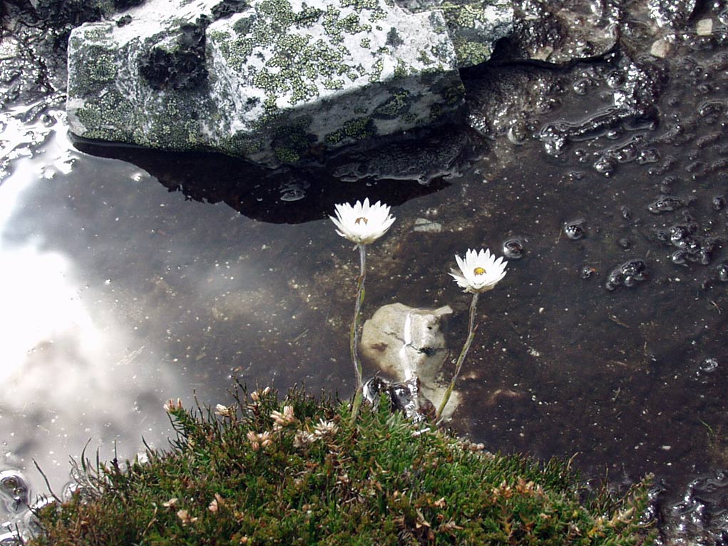 Image of Helichrysum milliganii specimen.