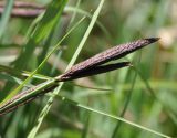 genus Carex. Соцветия. Армения, Вайоц Дзор, окр. монастыря Спитакавор. 02.05.2013.