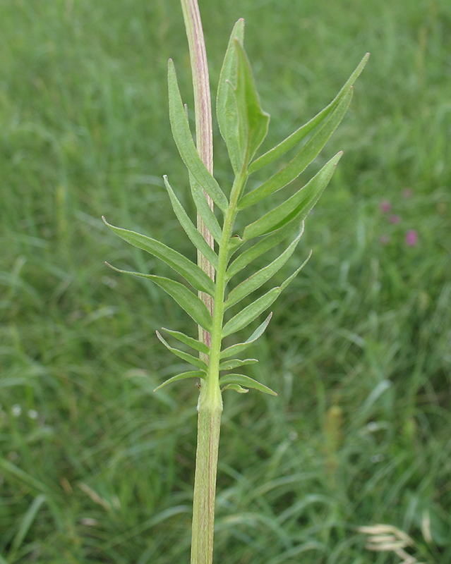 Изображение особи Valeriana rossica.