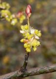 Lindera obtusiloba. Часть ветки с цветущим побегом. Германия, г. Дюссельдорф, Ботанический сад университета. 02.03.2014.