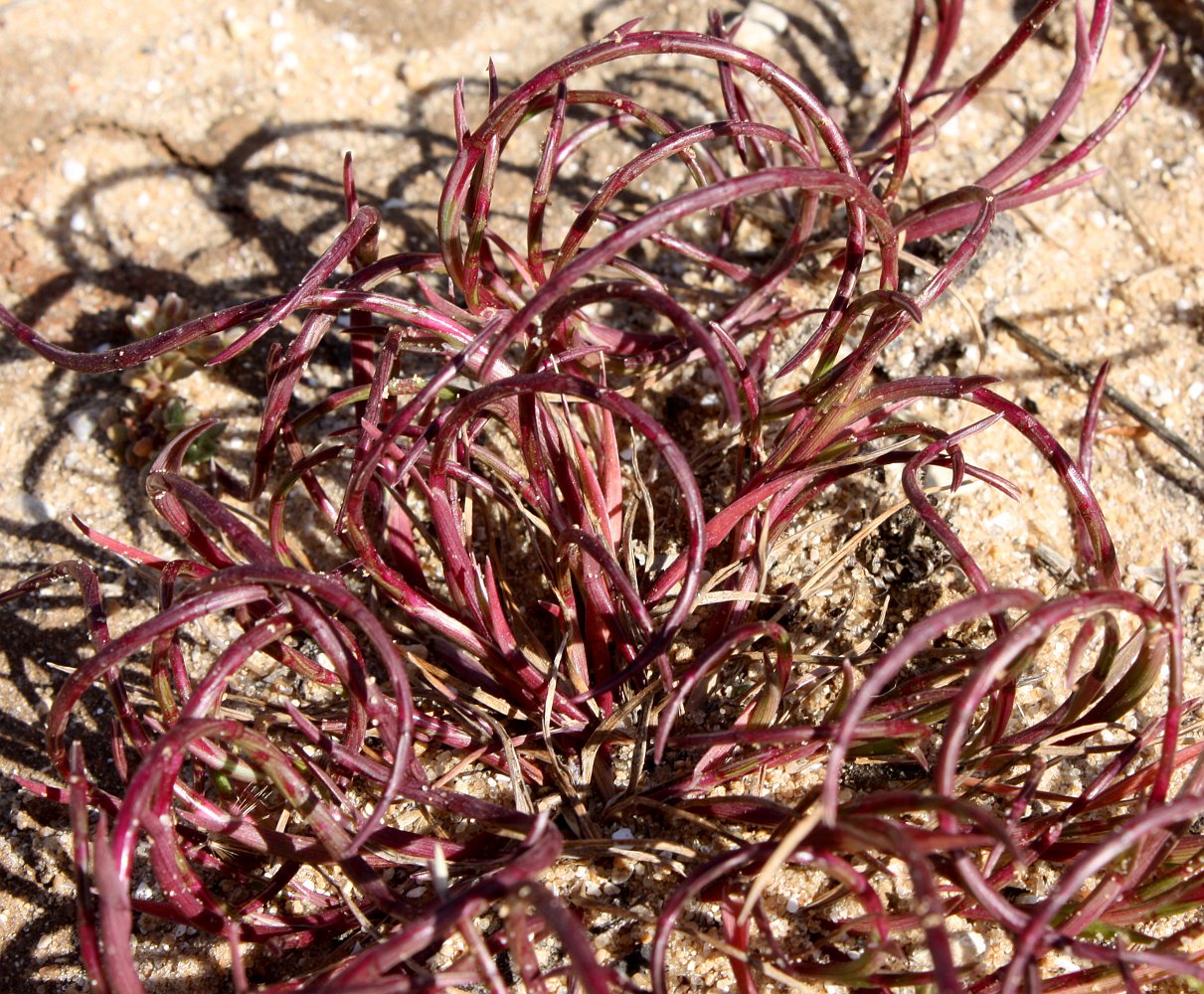 Image of Parapholis marginata specimen.