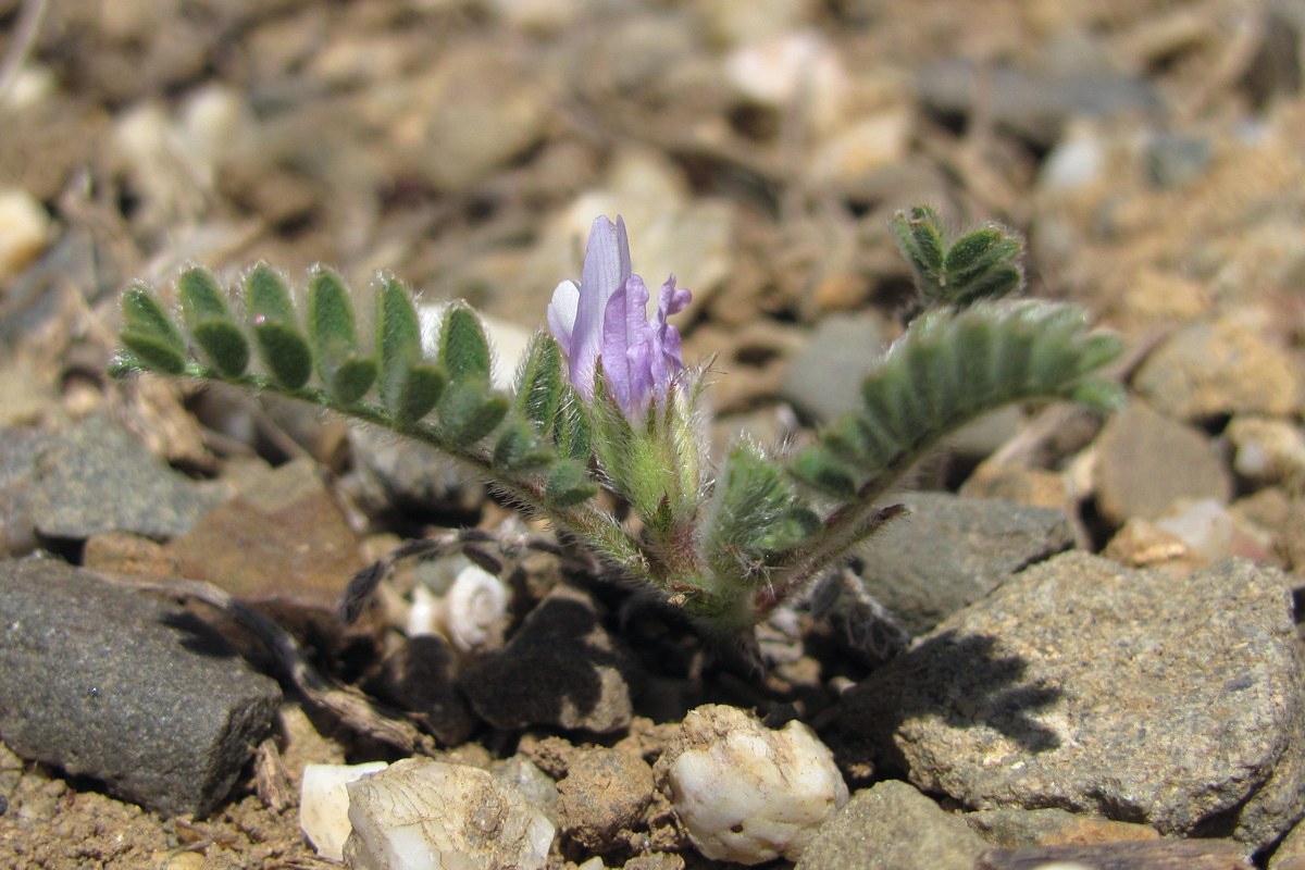 Изображение особи Astragalus sinaicus.