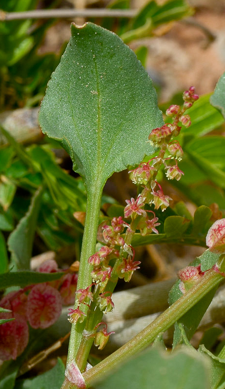 Image of Rumex vesicarius specimen.