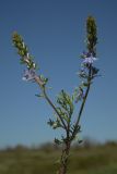 Veronica capsellicarpa