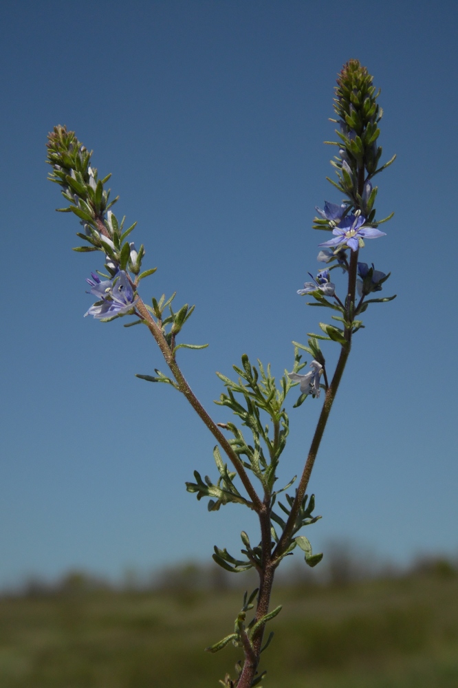 Изображение особи Veronica capsellicarpa.