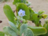 Mertensia maritima