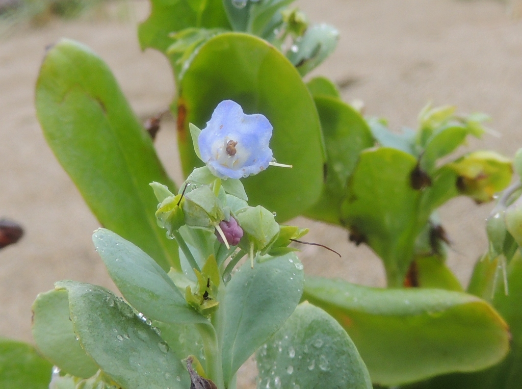 Image of Mertensia maritima specimen.