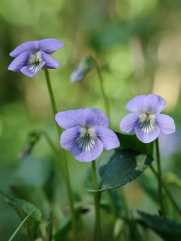 Изображение особи род Viola.