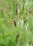 Carex melanostachya. Верхушка растения с мужскими и женскими соцветиями. Украина, г. Запорожье, пос. Солнечный, балка, влажная низина. 14.05.2014.