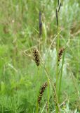 Carex melanostachya