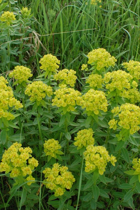 Image of Euphorbia volhynica specimen.