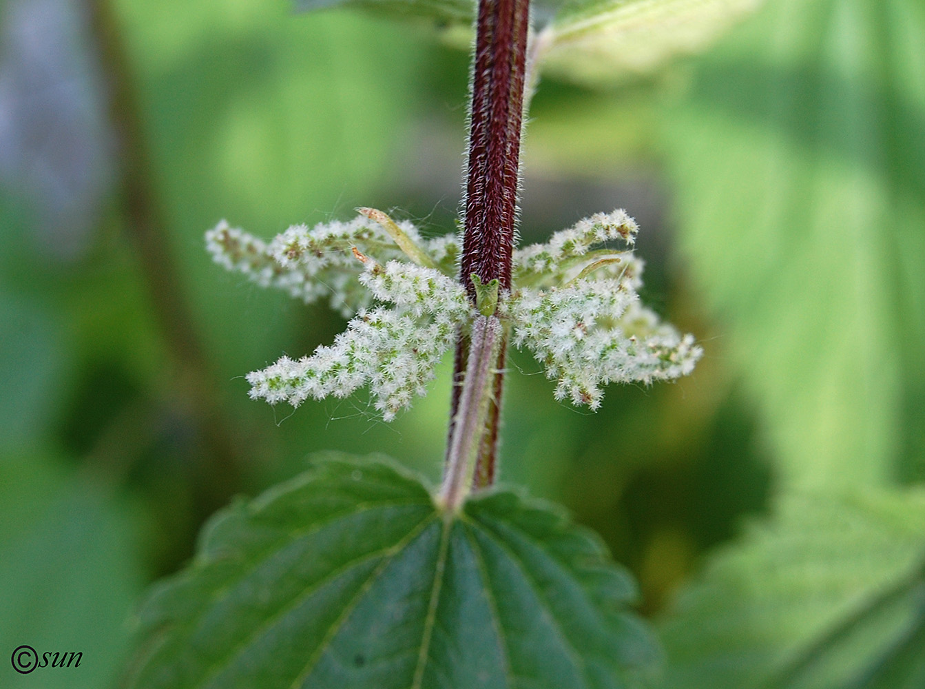 Изображение особи Urtica dioica.