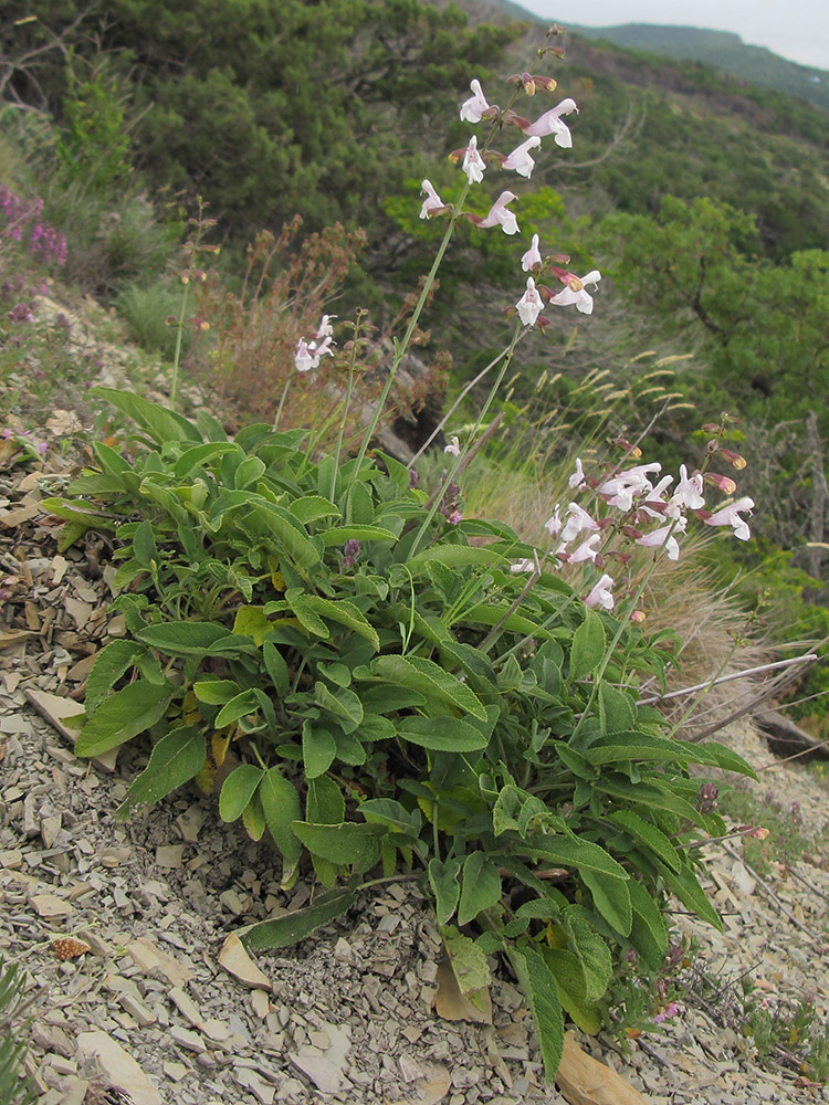 Изображение особи Salvia ringens.