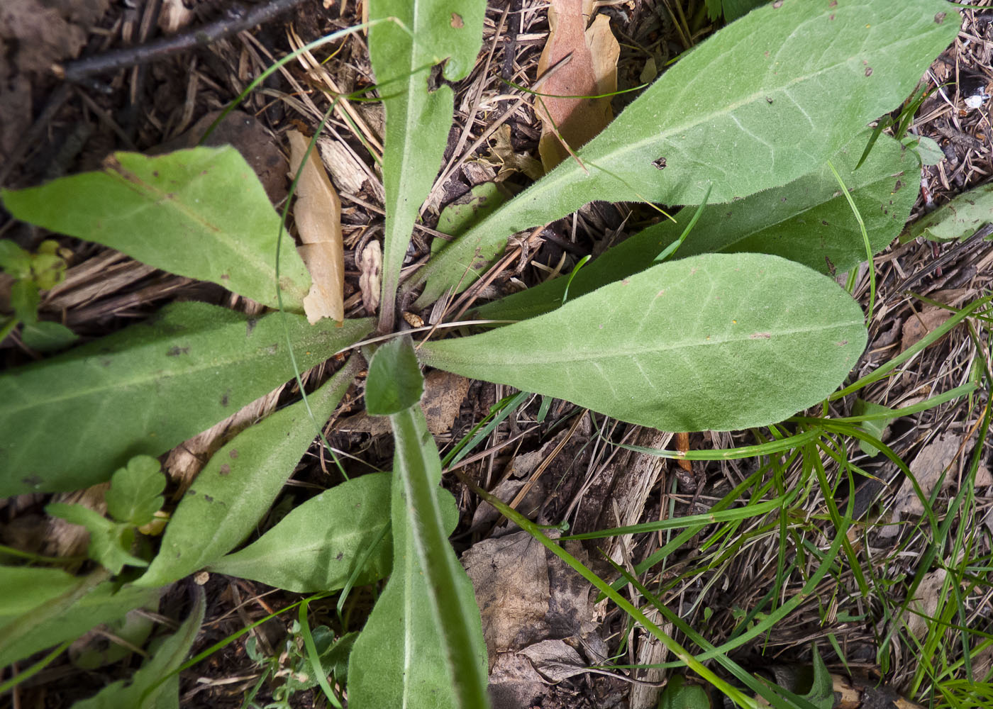 Изображение особи Crepis praemorsa.