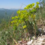 Euphorbia petrophila