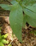 Centaurea triumfettii. Лист. Украина, Львовская обл., Дрогобычский р-н, г. Трускавец, Центральный парк Адамовка. 14.06.2014.