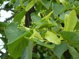 Tilia sibirica