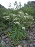 род Heracleum