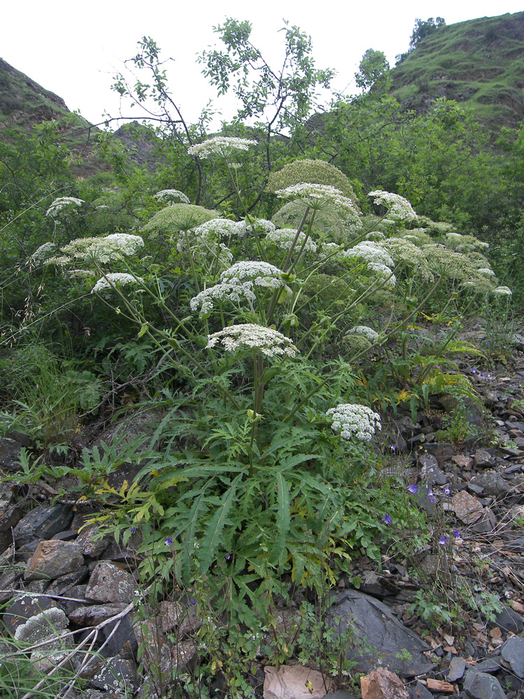 Изображение особи род Heracleum.