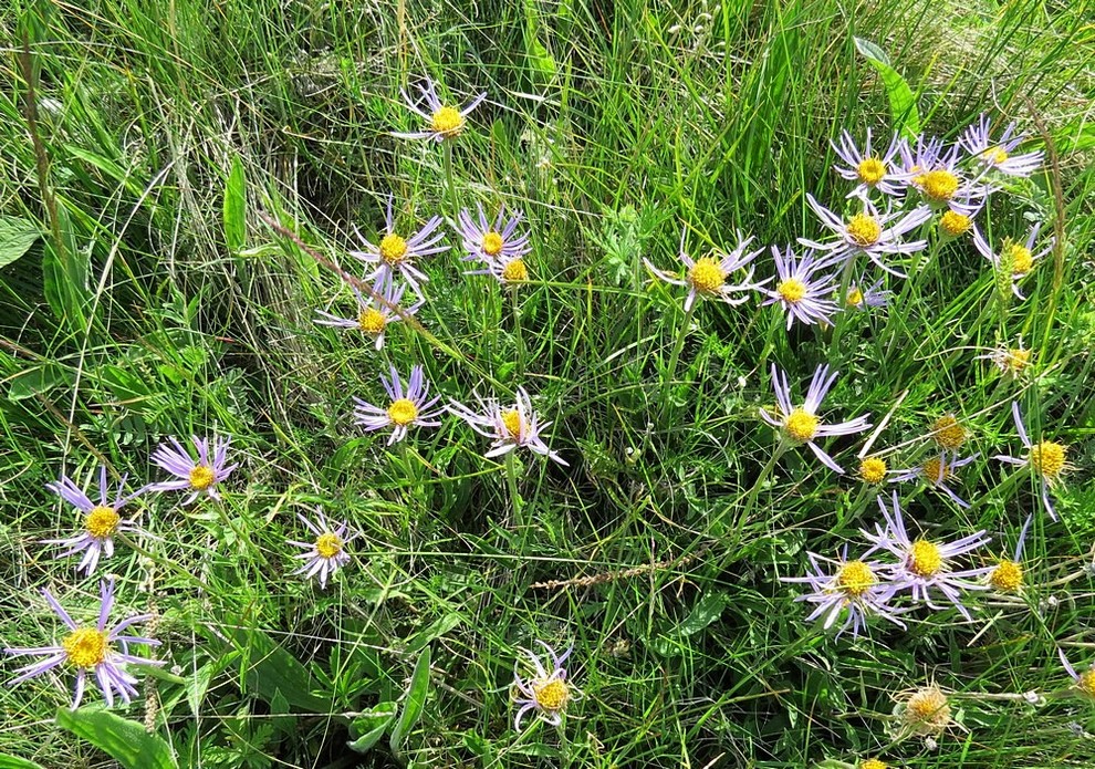 Изображение особи Aster serpentimontanus.