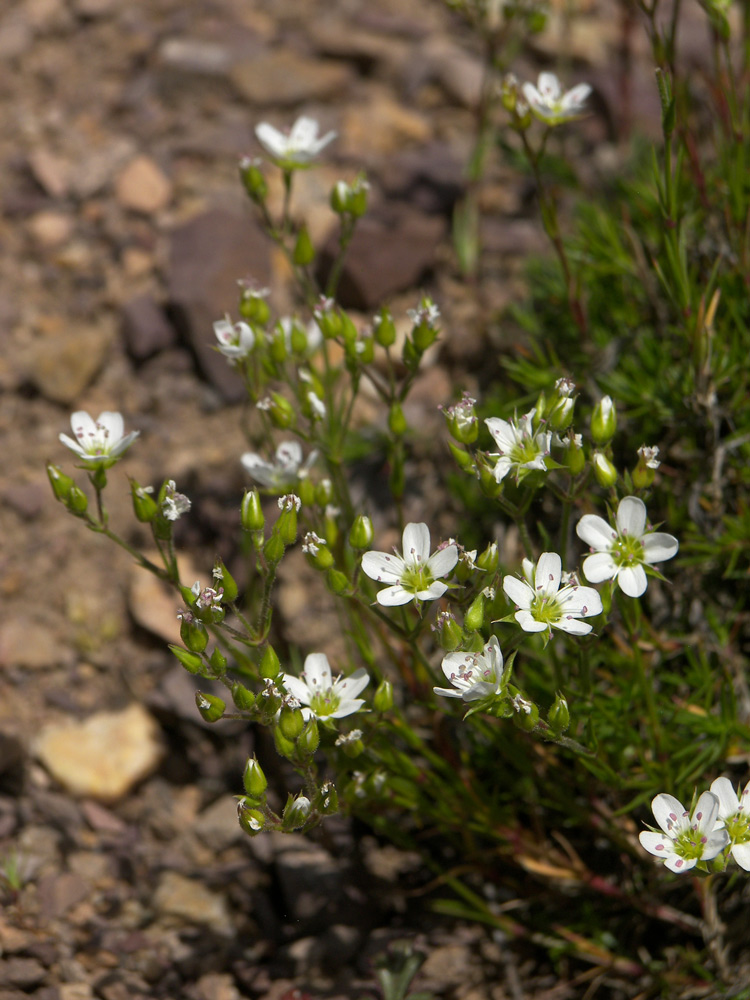 Image of Minuartia oreina specimen.