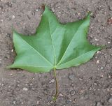 Acer cappadocicum